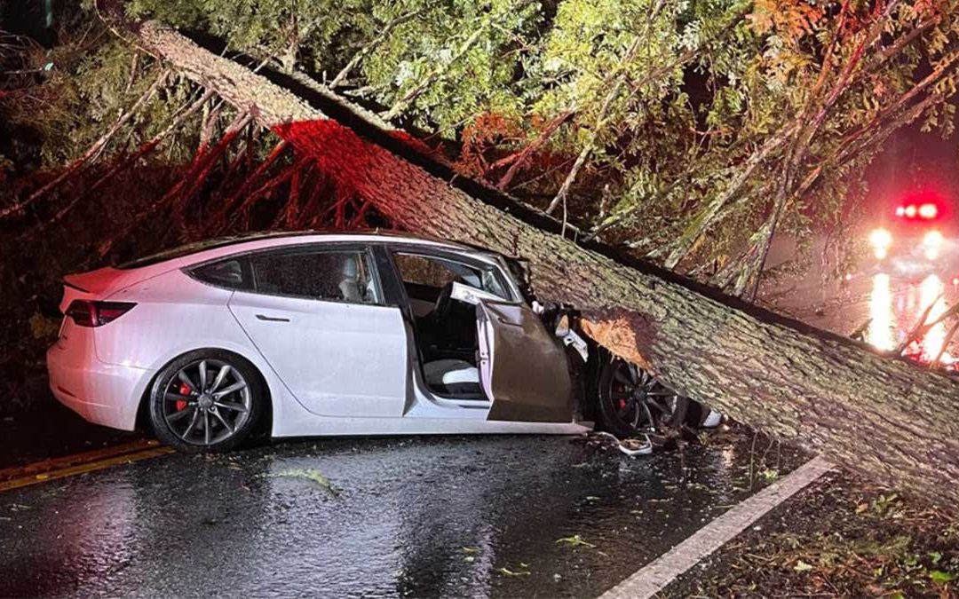 Baum stürzt auf Tesla Model 3: Insassen überleben unverletzt