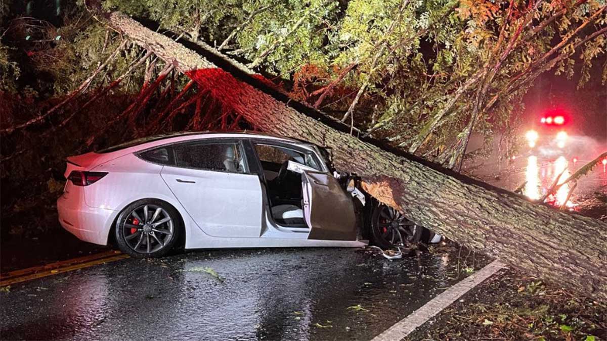 Baum stürzt auf Tesla Model 3: Insassen überleben unverletzt